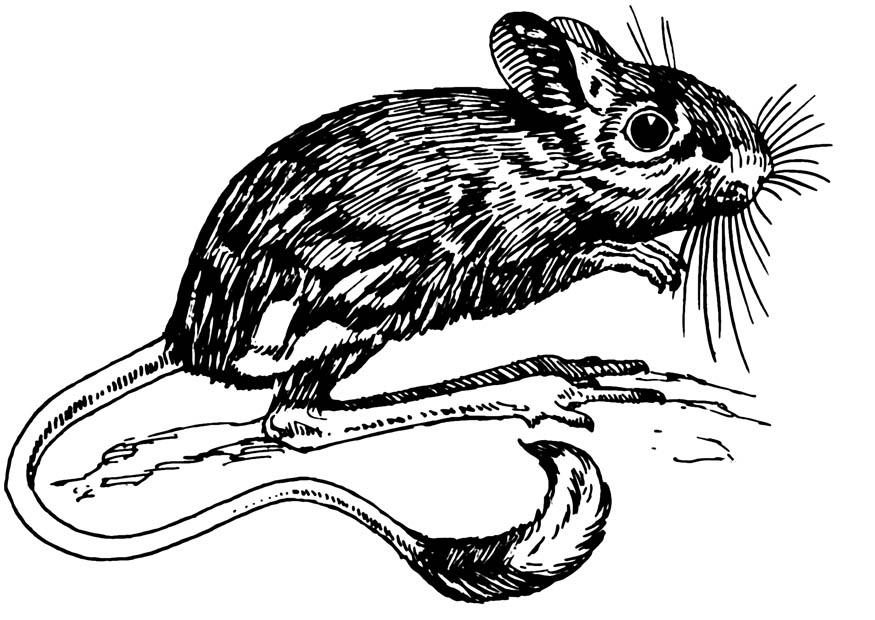 Dibujo para colorear jerboa