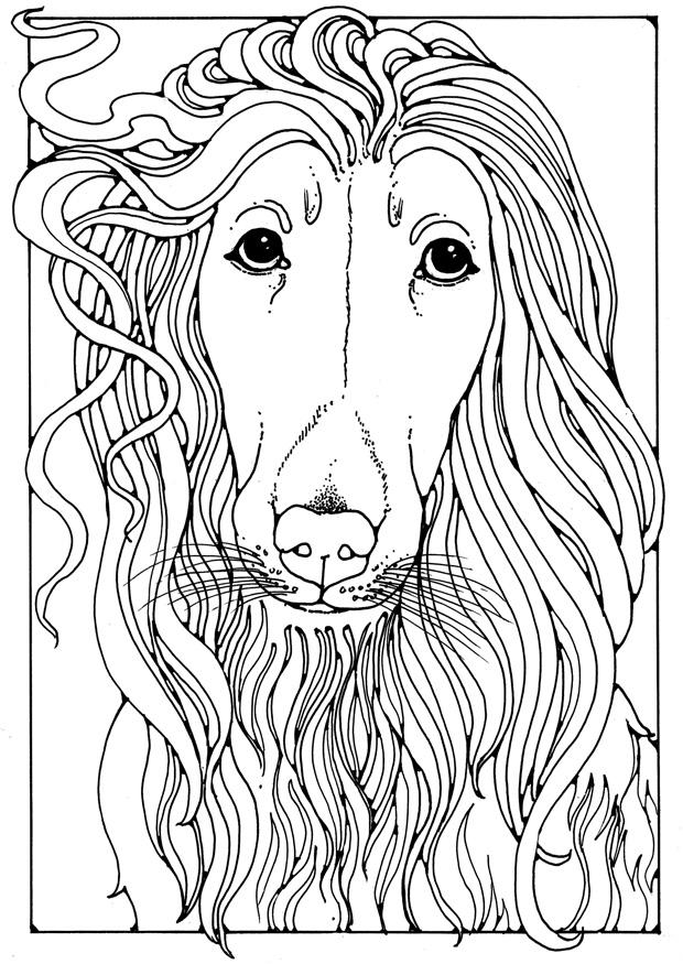Dibujo para colorear labrador afgano