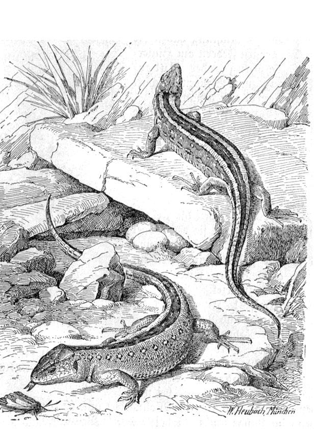 Dibujo para colorear lagarto
