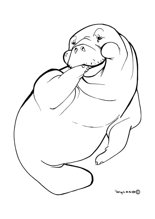 Dibujo para colorear leA³n marino