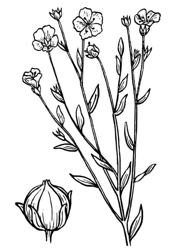 Dibujo para colorear lino 