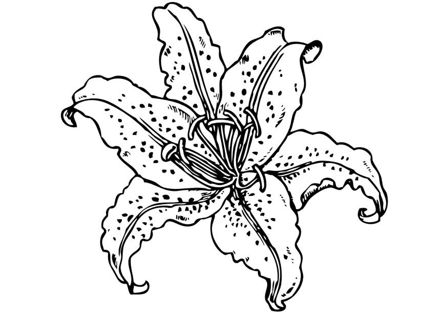 Dibujo para colorear lirio