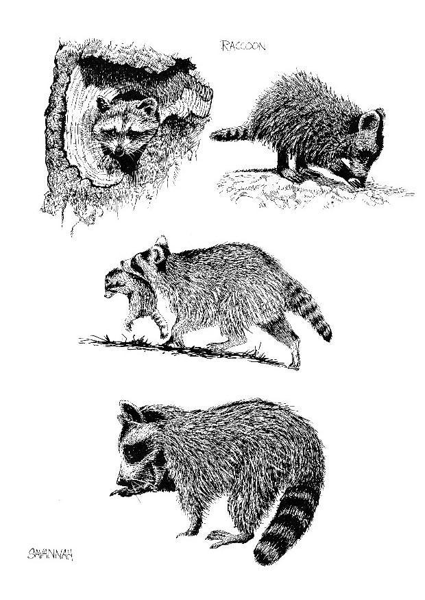 Dibujo para colorear mapache