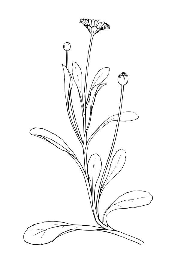 Dibujo para colorear margarita