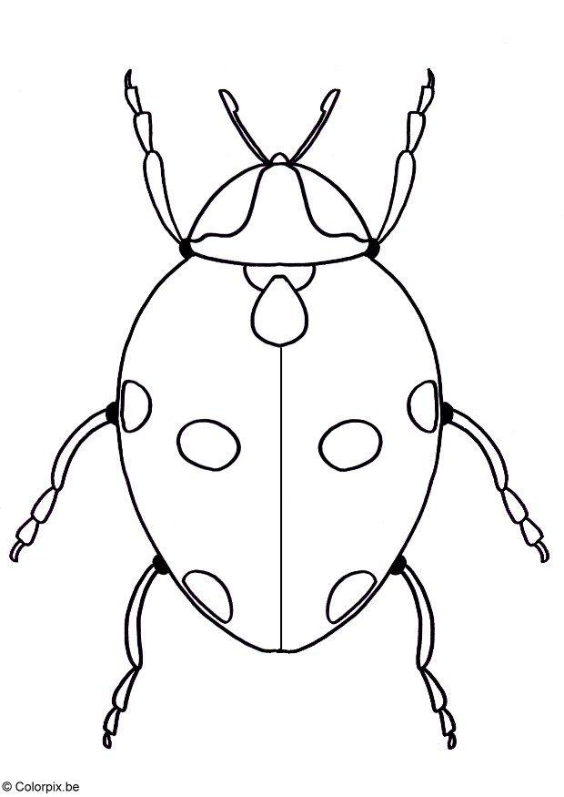 Dibujo para colorear mariquita