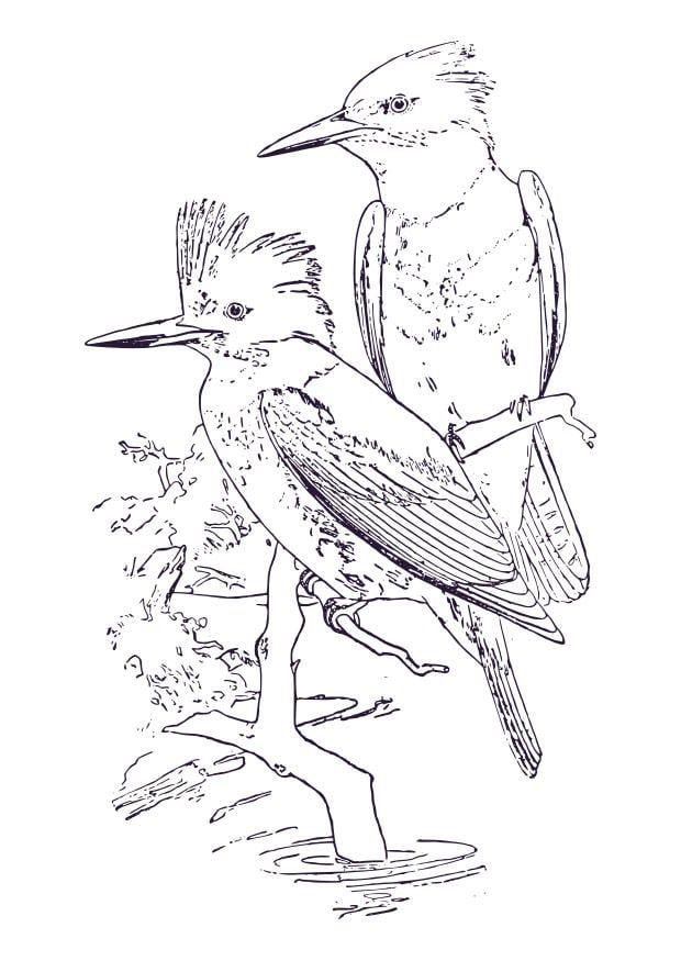 Dibujo para colorear martin pescador