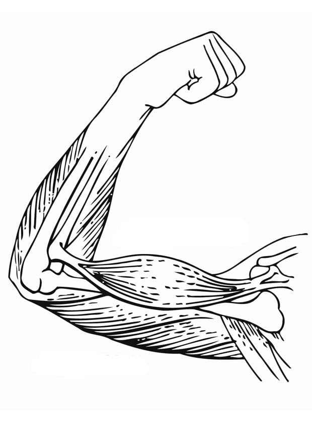 Dibujo para colorear mAºsculos del brazo