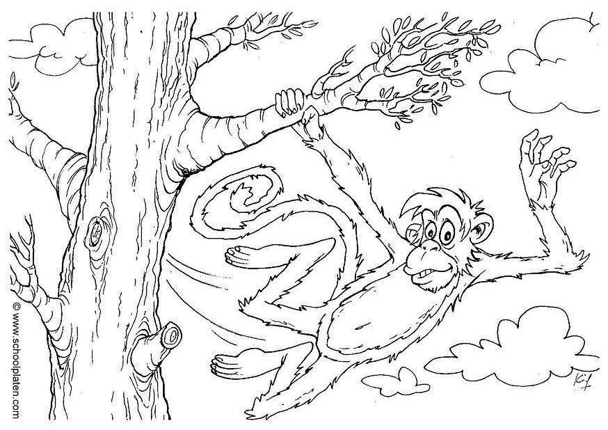 Dibujo para colorear mono