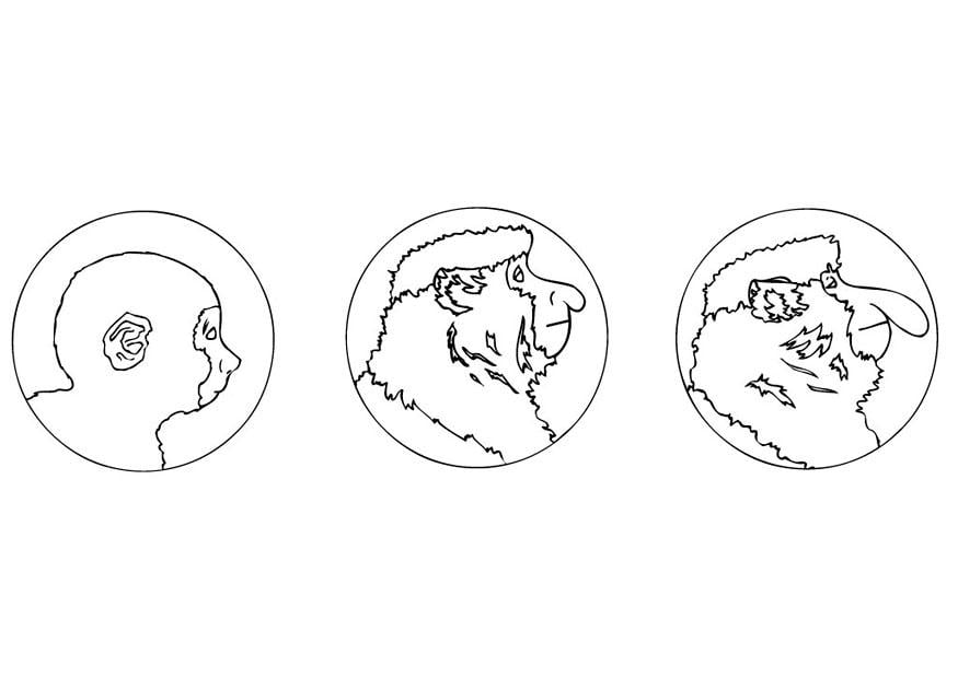 Dibujo para colorear mono narigudo