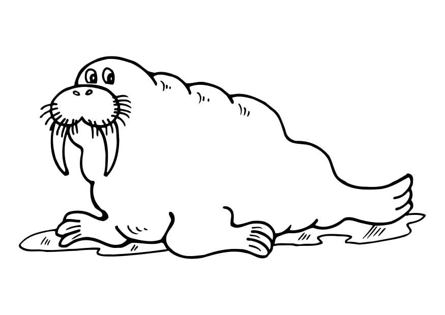 Dibujo para colorear morsa