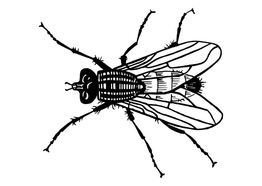 Dibujo para colorear mosca