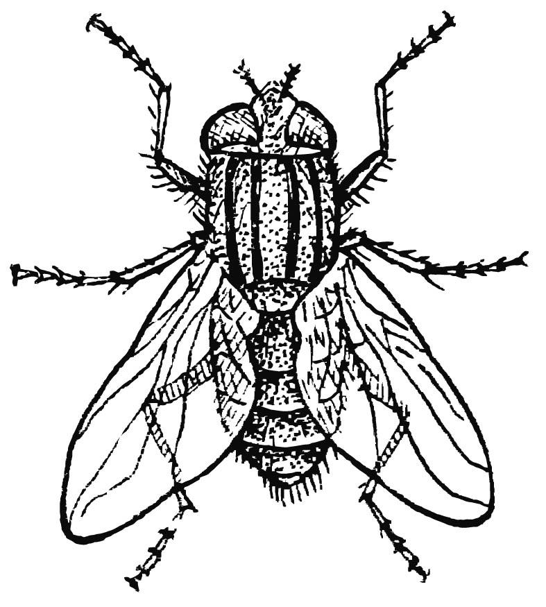 Dibujo para colorear mosca domA©stica