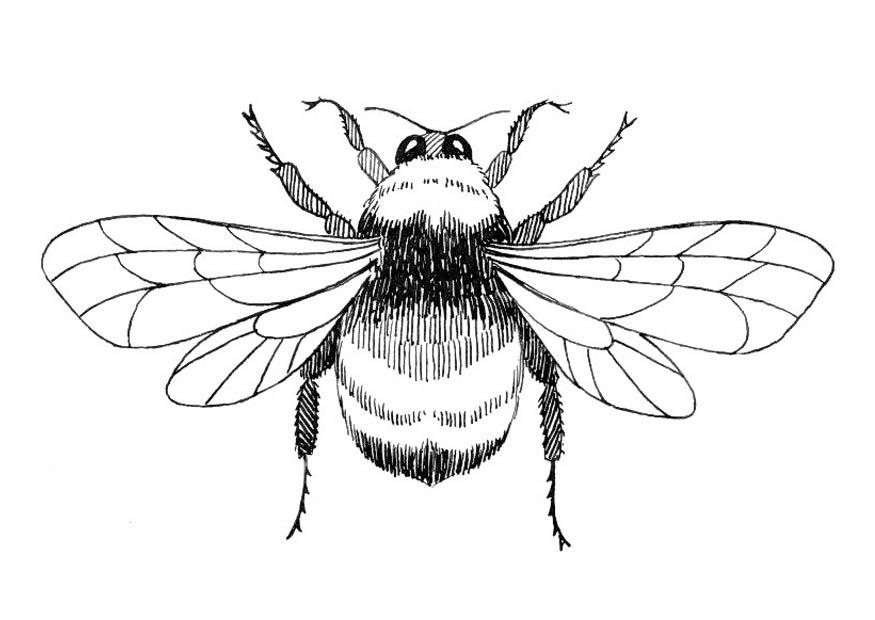 Dibujo para colorear moscA³n