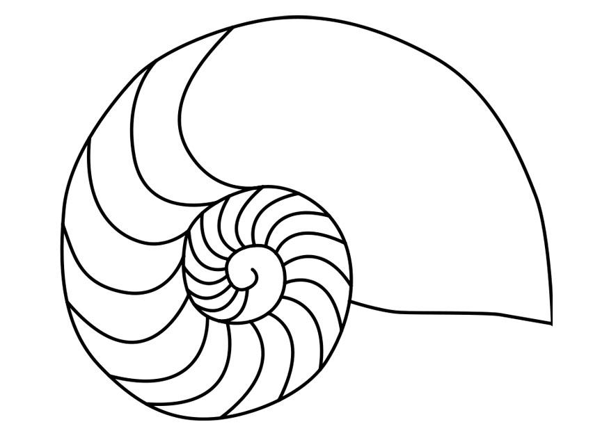 Dibujo para colorear nautilos