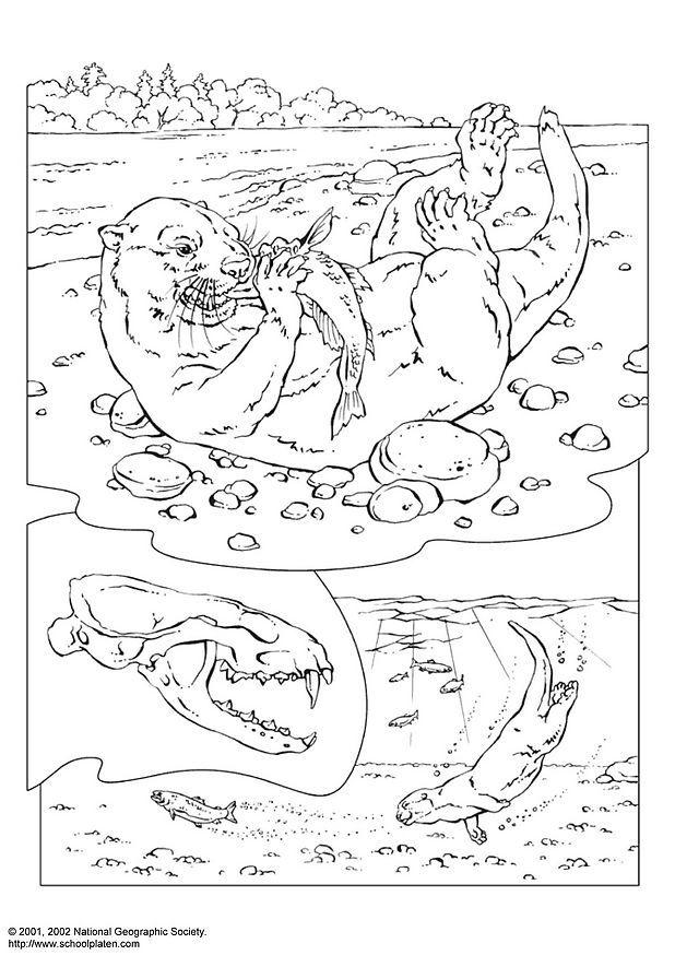 Dibujo para colorear nutria