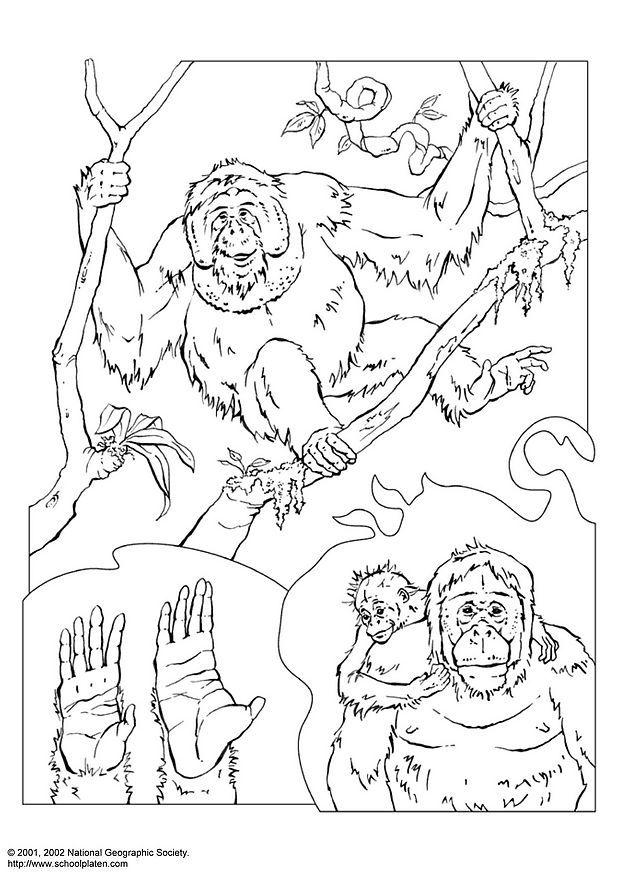 Dibujo para colorear orangutA¡n