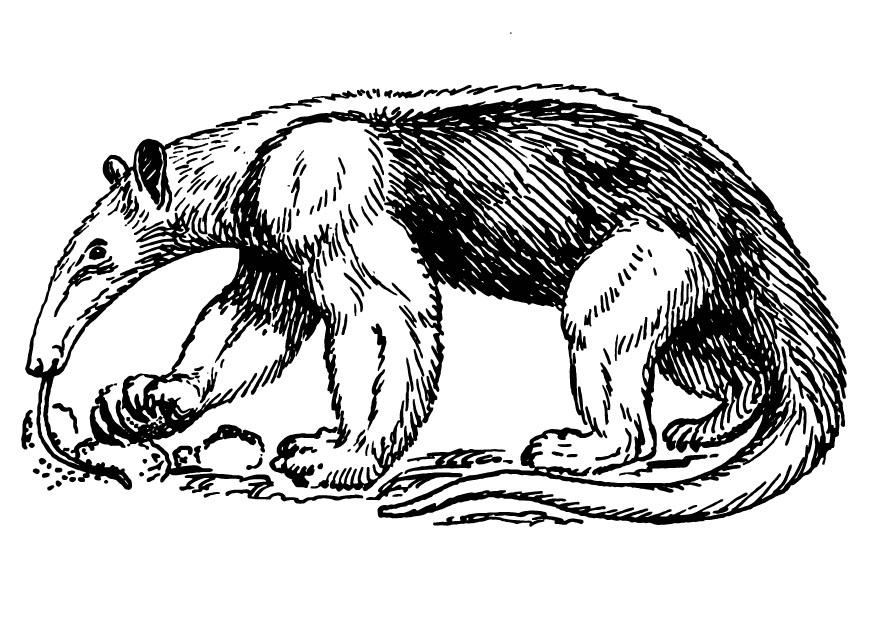 Dibujo para colorear oso hormiguero