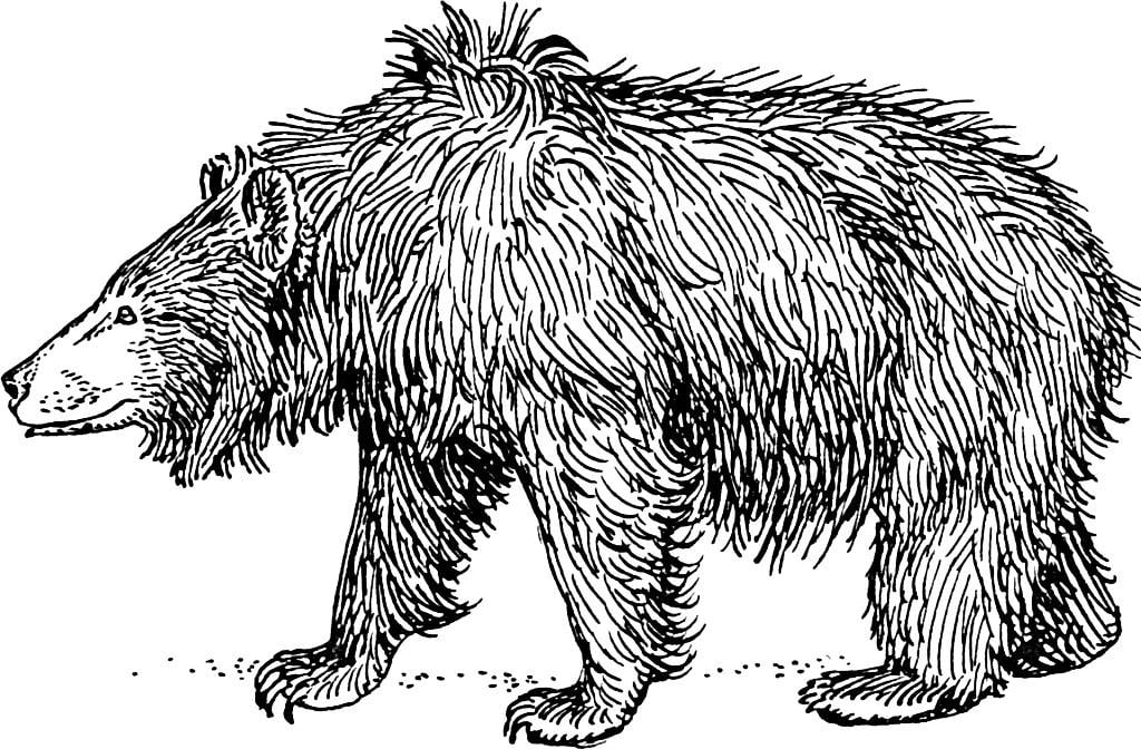Dibujo para colorear oso perezoso