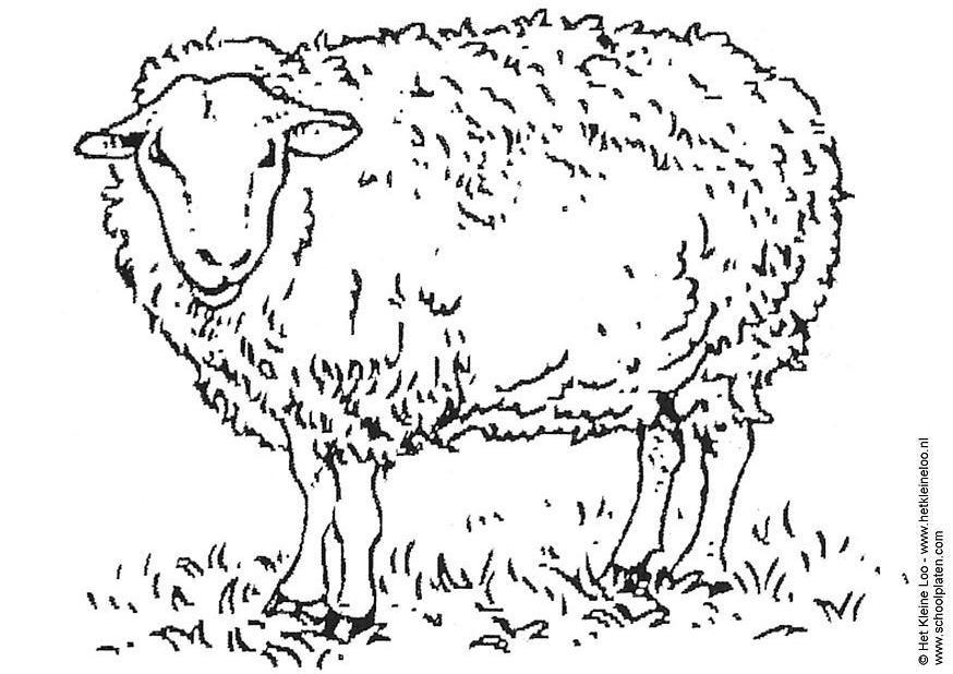 Dibujo para colorear oveja