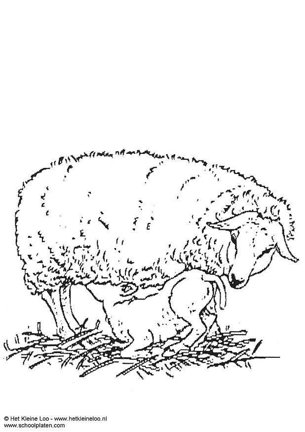 Dibujo para colorear oveja con cordero