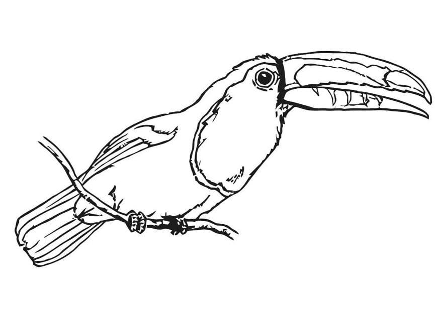 Dibujo para colorear pajaro - tucA¡n