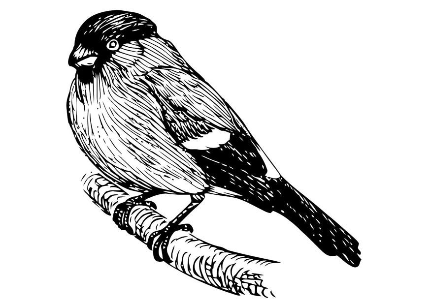 Dibujo para colorear pA¡jaro - camachuelo