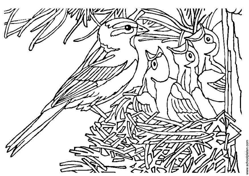 Dibujo para colorear pA¡jaro con nido
