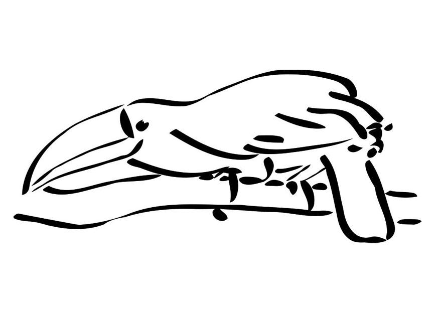 Dibujo para colorear pA¡jaro sobre rama - tucA¡n