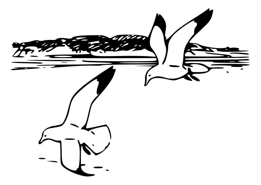 Dibujo para colorear pA¡jaros - gaviotas argA©nteas
