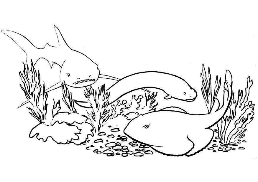 Dibujo para colorear peces - tiburA³n