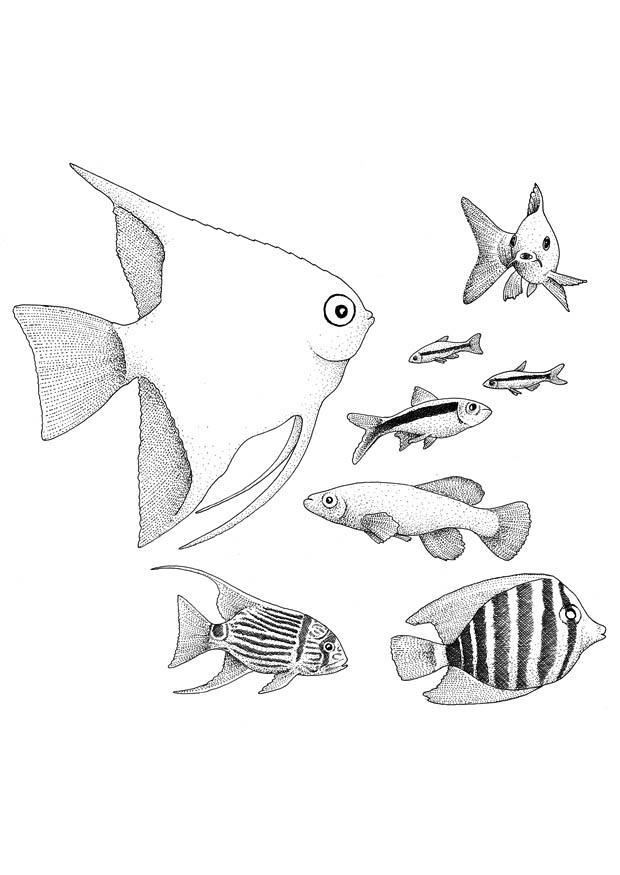 Dibujo para colorear peces