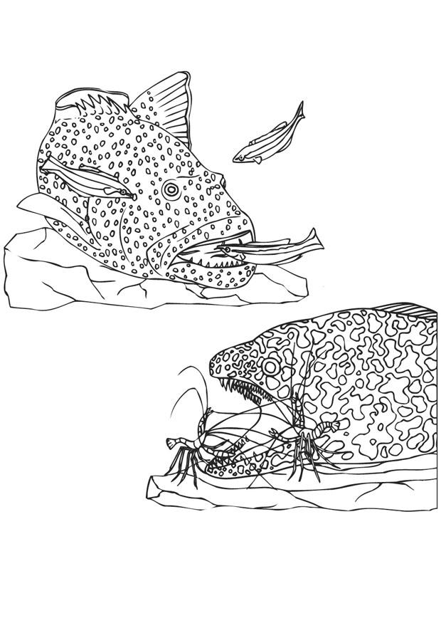 Dibujo para colorear peces pequenos y gambas  bordean a los peces