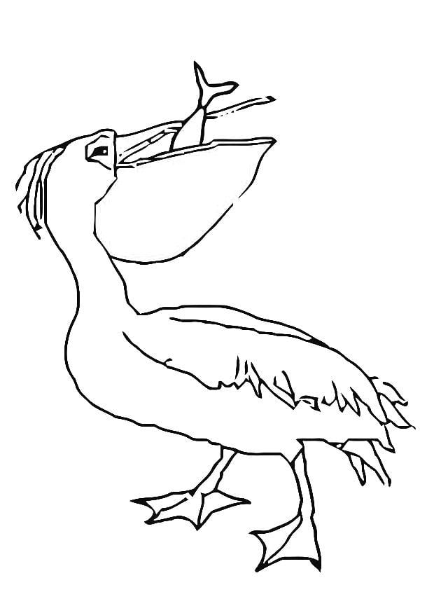Dibujo para colorear pelA­cano comiendo un pez