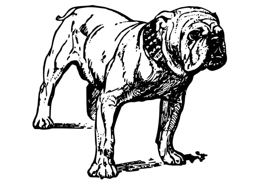 Dibujo para colorear perro - bulldog