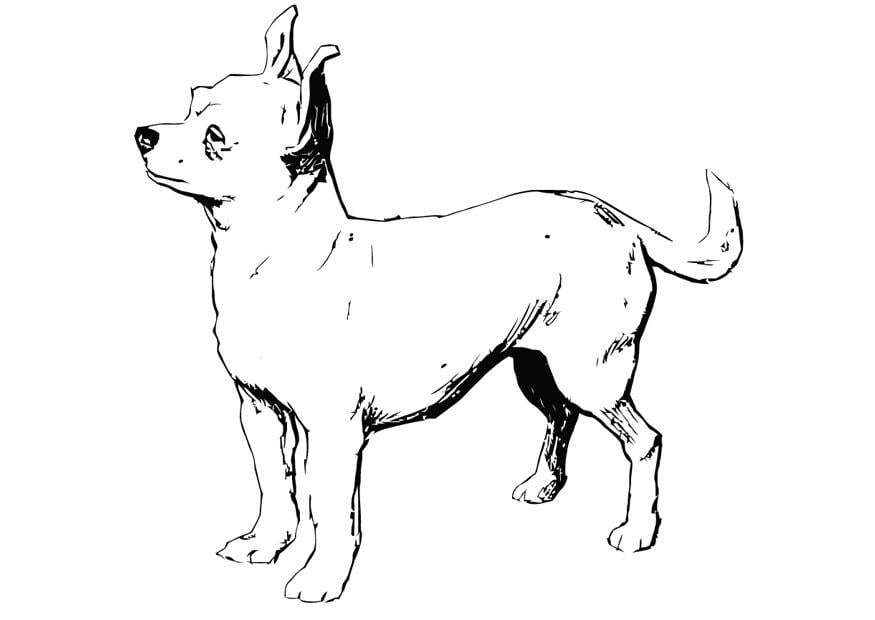Dibujo para colorear perro - chihuahua