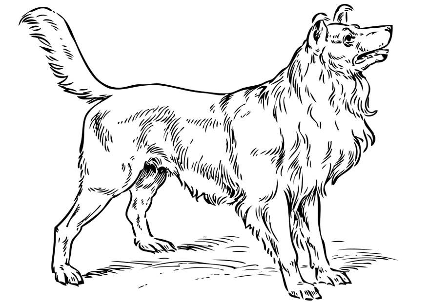 Dibujo para colorear perro - collie