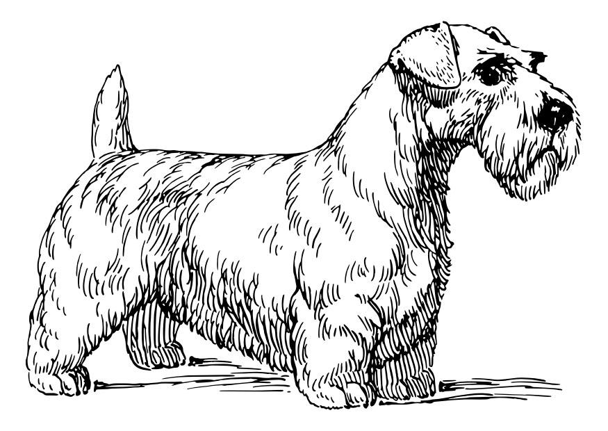 Dibujo para colorear perro - sealy hamterrier