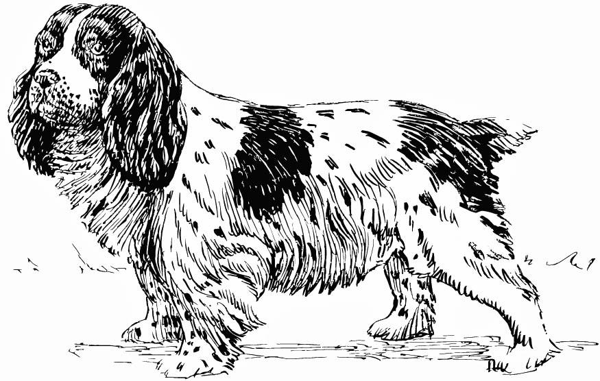 Dibujo para colorear perro - spaniel