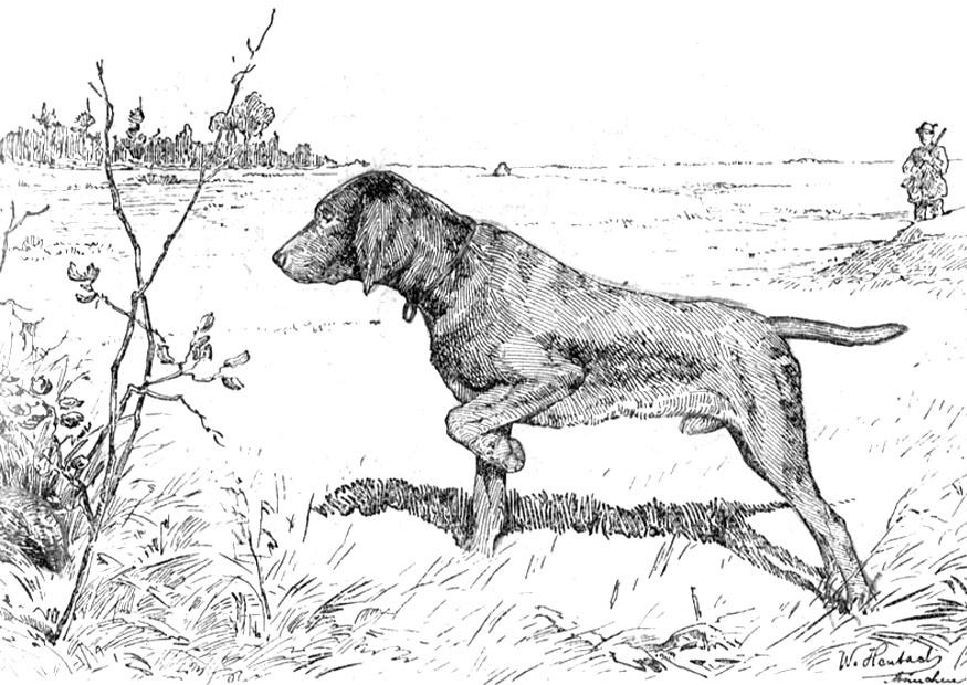 Dibujo para colorear perro de caza