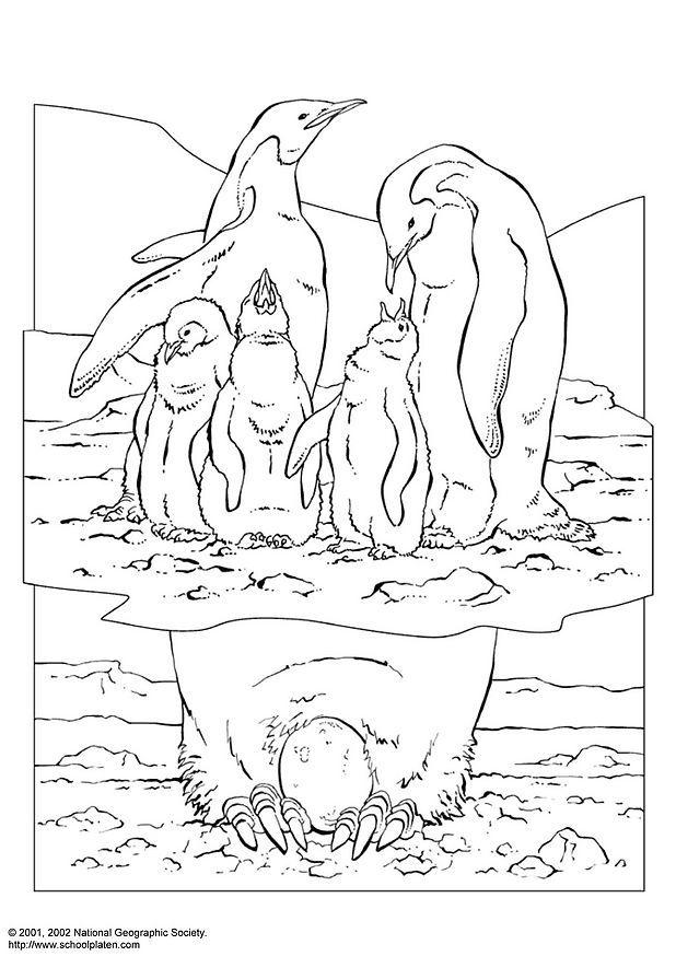 Dibujo para colorear pingA¼ino