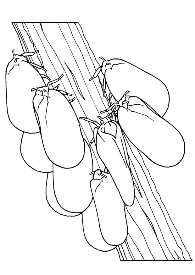 Dibujo para colorear polillas en una rama