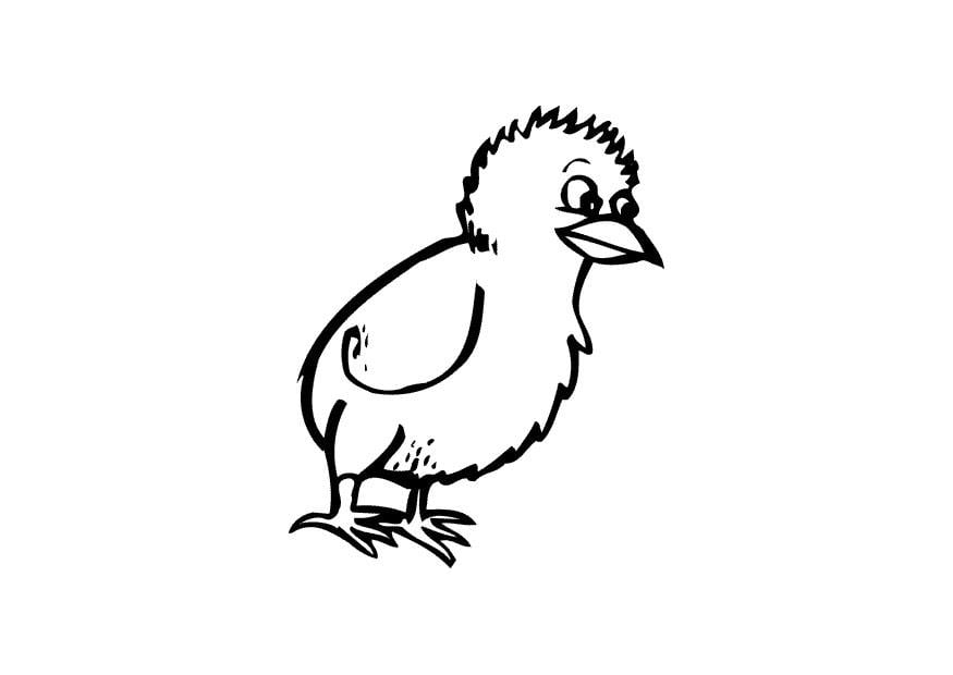 Dibujo para colorear polluelo