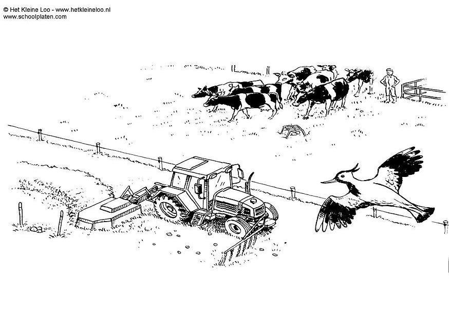 Dibujo para colorear prado