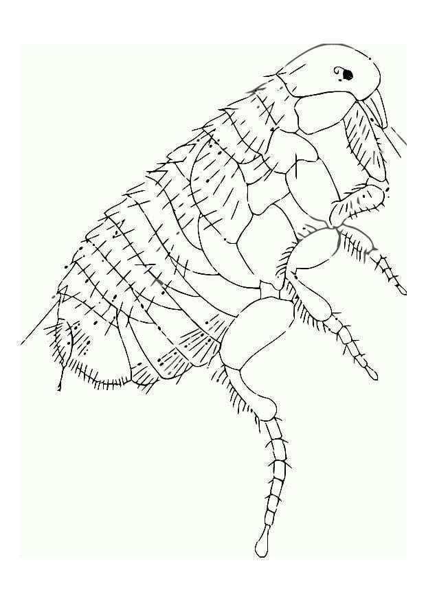 Dibujo para colorear pulga