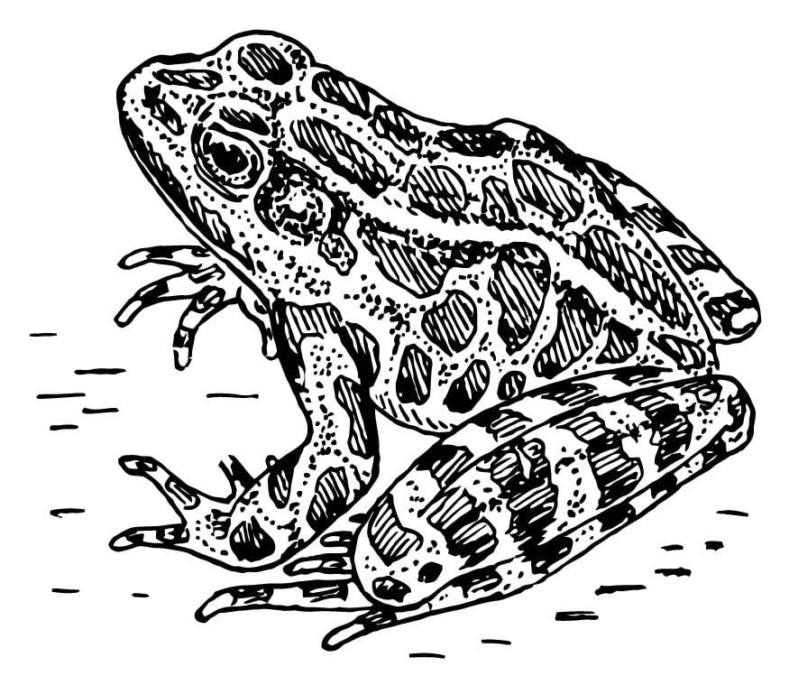 Dibujo para colorear rana
