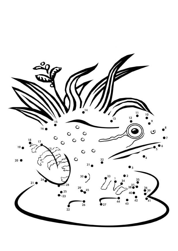 Dibujo para colorear rana