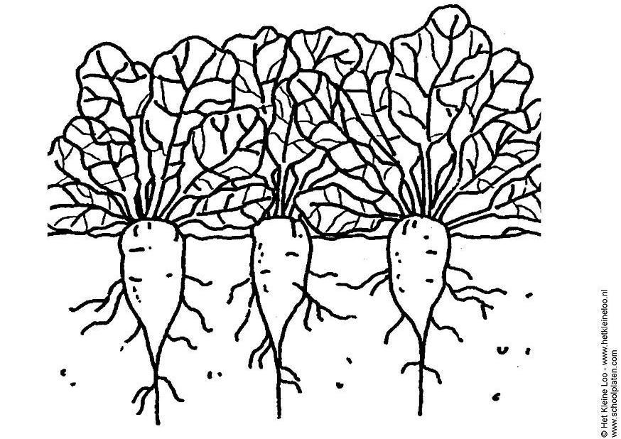 Dibujo para colorear remolacha de azAºcar
