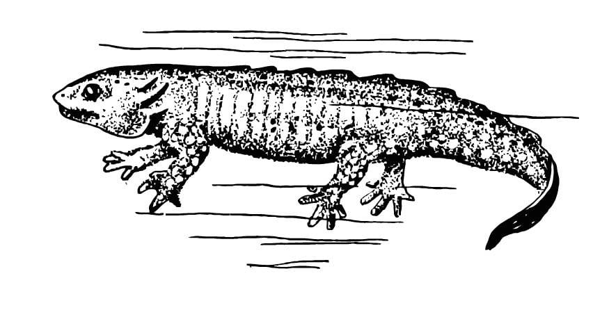 Dibujo para colorear salamandra