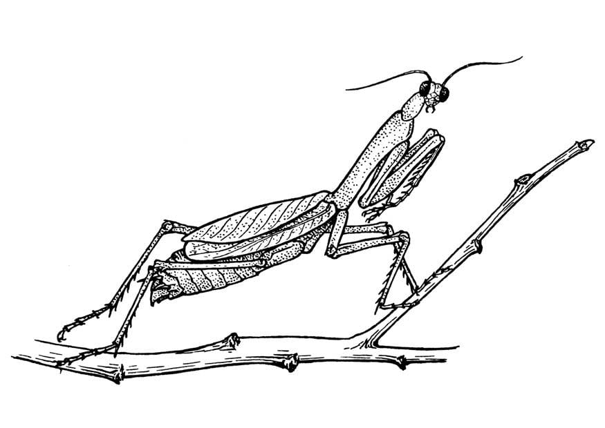 Dibujo para colorear saltamontes - mantodea