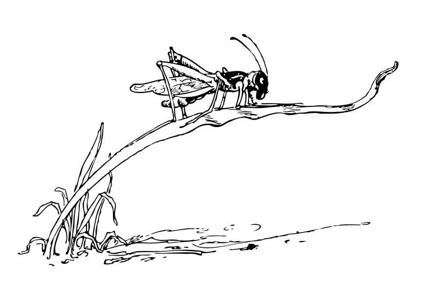 Dibujo para colorear saltamontes